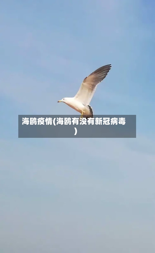 海鸥疫情(海鸥有没有新冠病毒)