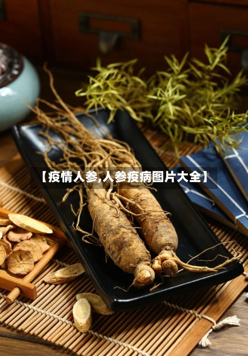 【疫情人参,人参疫病图片大全】
