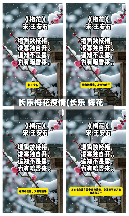 长乐梅花疫情(长乐 梅花)