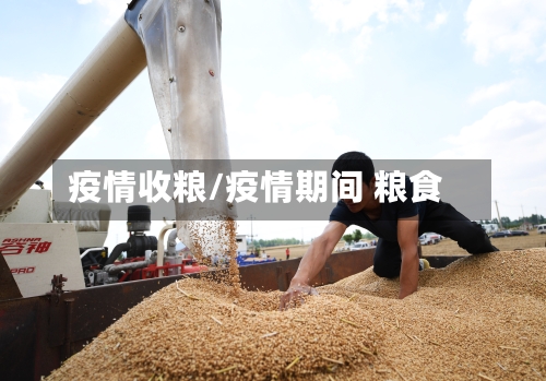 疫情收粮/疫情期间 粮食