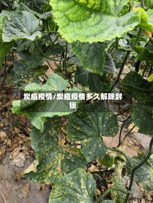 炭疽疫情/炭疽疫情多久解除封锁